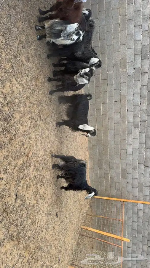 معزا دفيع فحص سونار 10