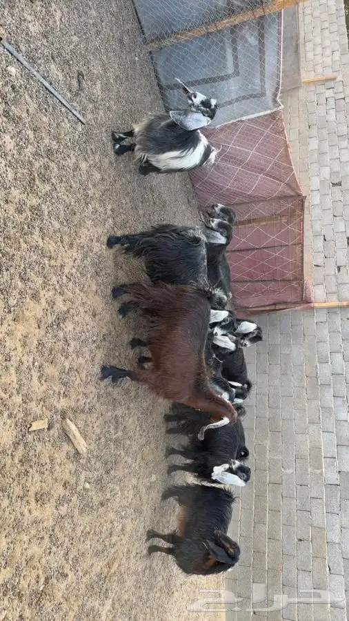 معزا دفيع فحص سونار 1