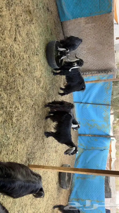 معزا دفيع فحص سونار 5