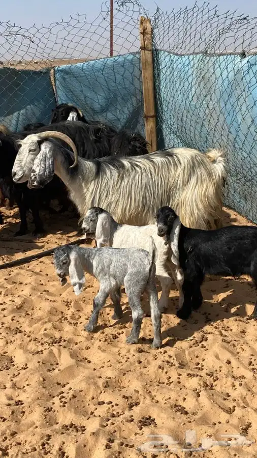 معزا عوارض مواليد متاويم 9