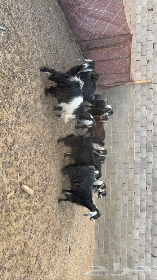 معزا دفيع فحص سونار 9