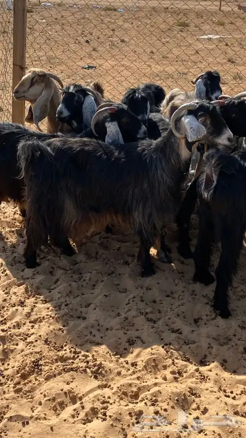 معزا عوارض دفيع ومضاريع 6