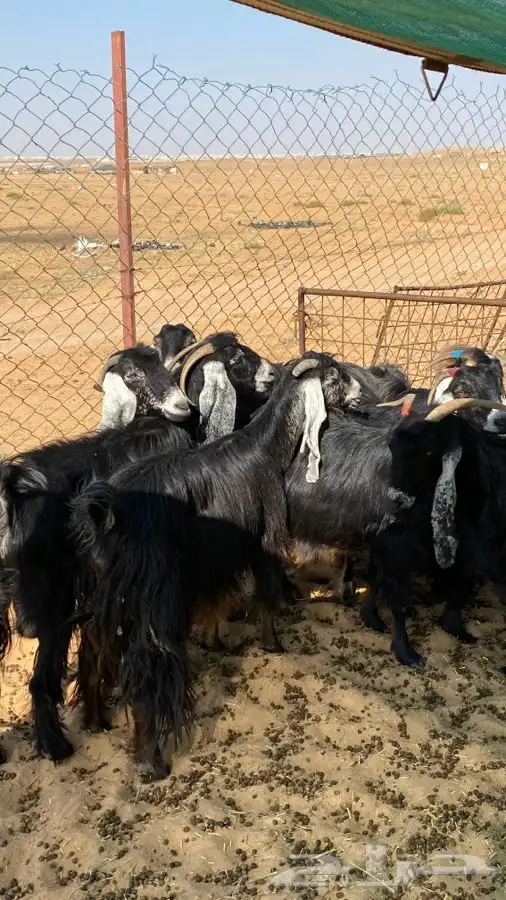 معزا عوارض دفيع ومضاريع 1