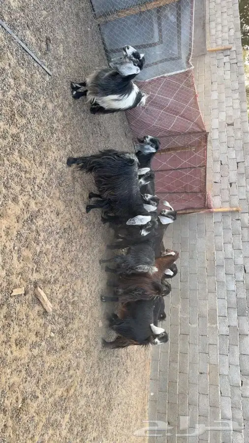 معزا دفيع فحص سونار 0