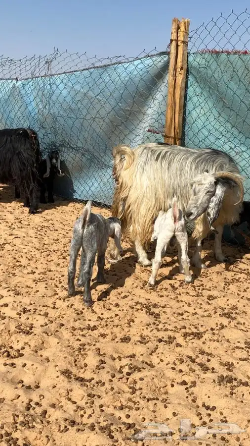 معزا عوارض مواليد متاويم 6