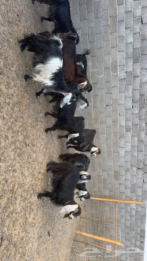 معزا دفيع فحص سونار 7