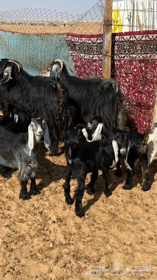 معزا عوارض مواليد متاويم 3