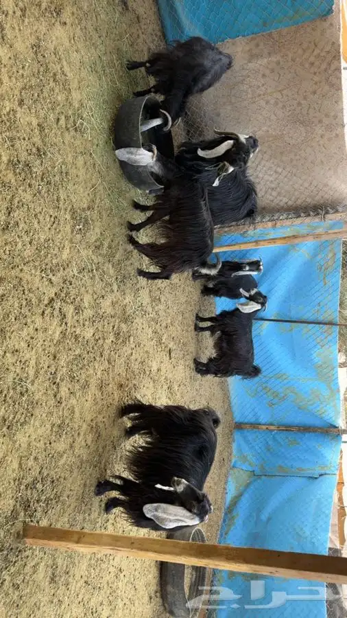 معزا دفيع فحص سونار 4