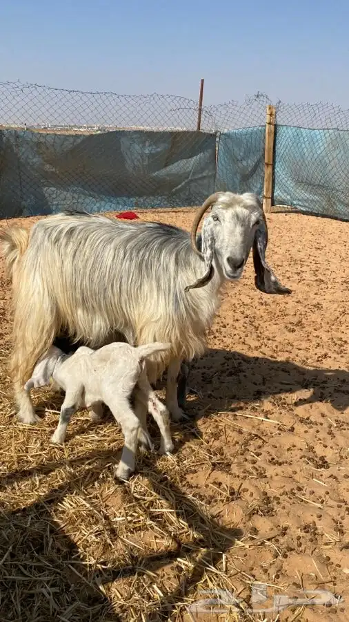 معزا عوارض مواليد متاويم 8