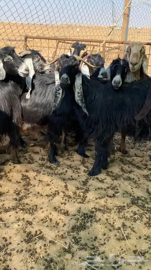 معزا عوارض دفيع ومضاريع 0