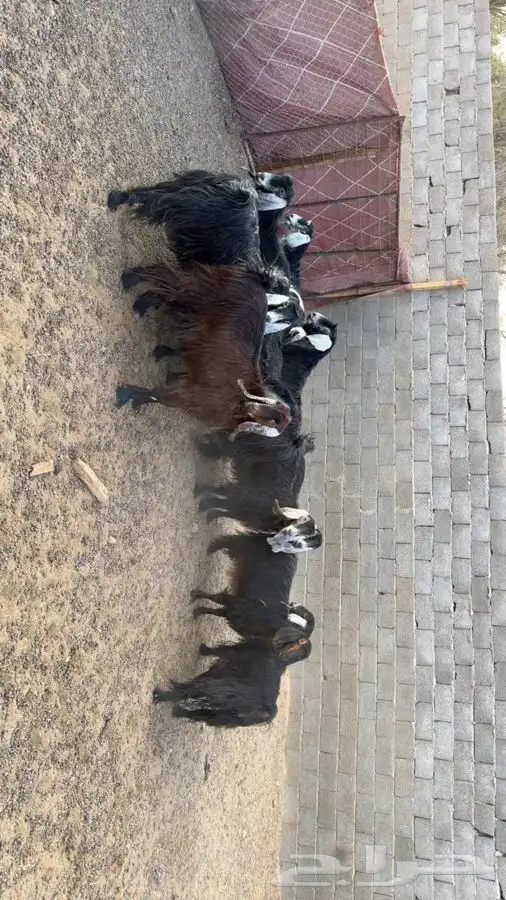 معزا دفيع فحص سونار 2