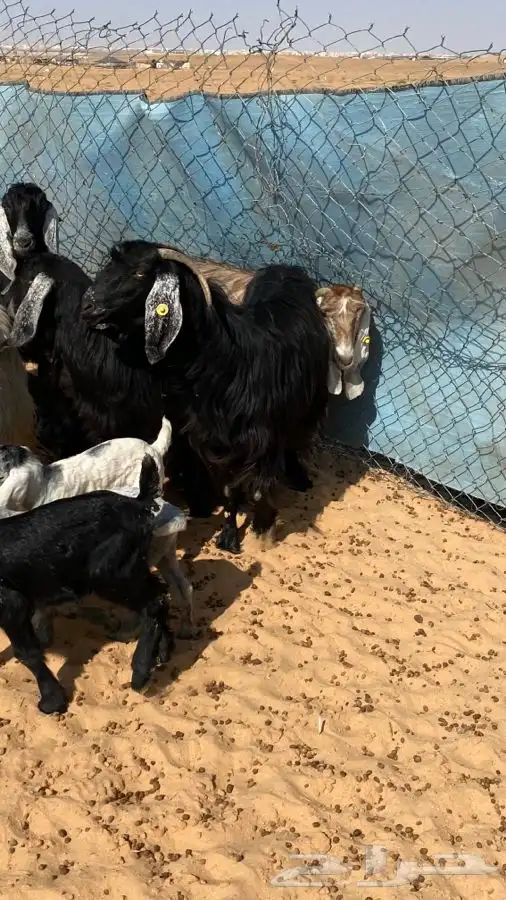 معزا عوارض مواليد متاويم 7