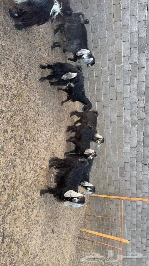 معزا دفيع فحص سونار 8