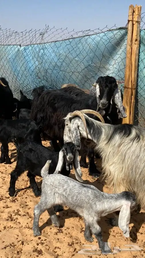 معزا عوارض مواليد متاويم 2