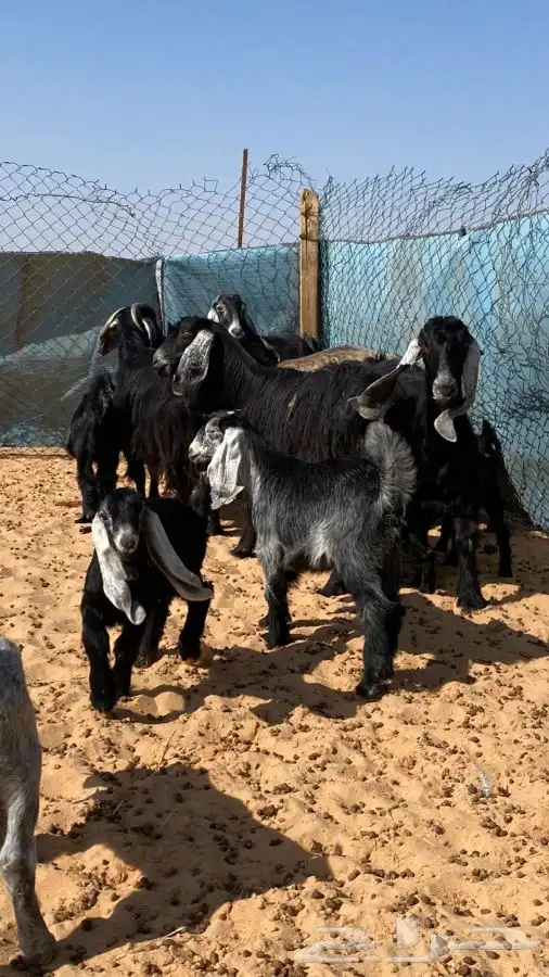 معزا عوارض مواليد متاويم 1