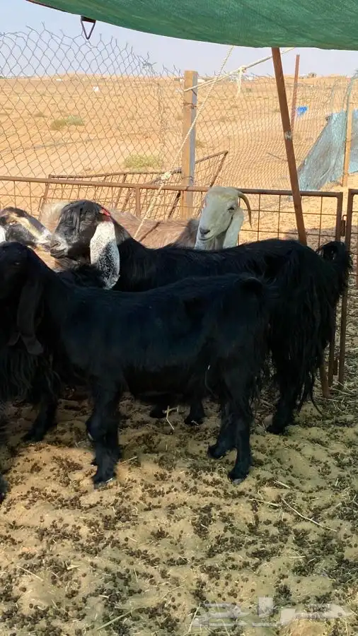 معزا عوارض دفيع ومضاريع 7