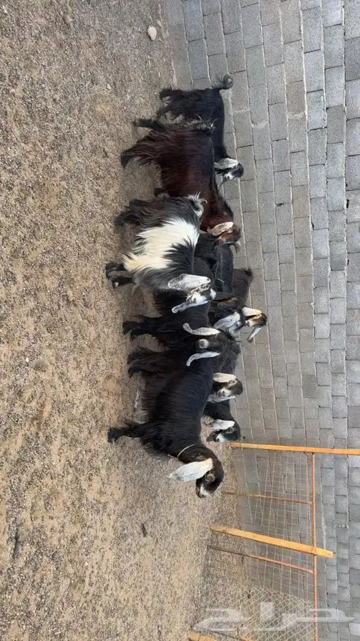 معزا دفيع فحص سونار 6