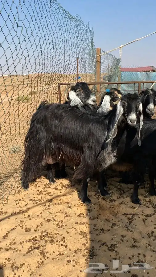 معزا عوارض دفيع ومضاريع 4