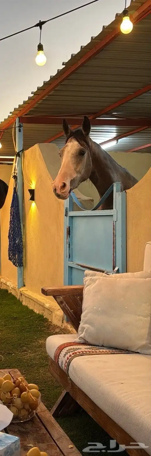 فرس جزيريه 2