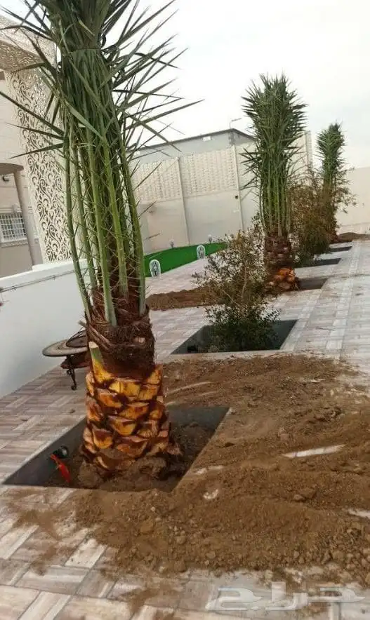 السلام عليكم ورحمه الله وبركاته عندنا نخل طيب متواجد في مكه 7