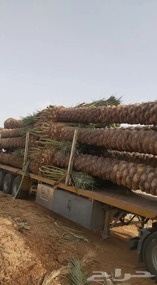 نخل للبيع جميع المقاسات متوفره 3