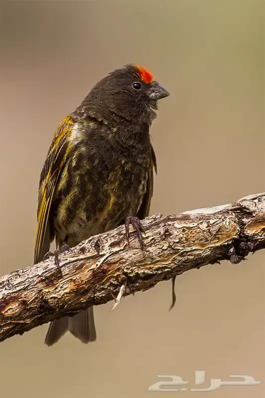 ذكور بسبوس المغرد 0