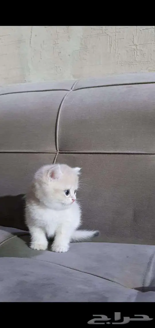 قطط برتش بيور للبيع 1