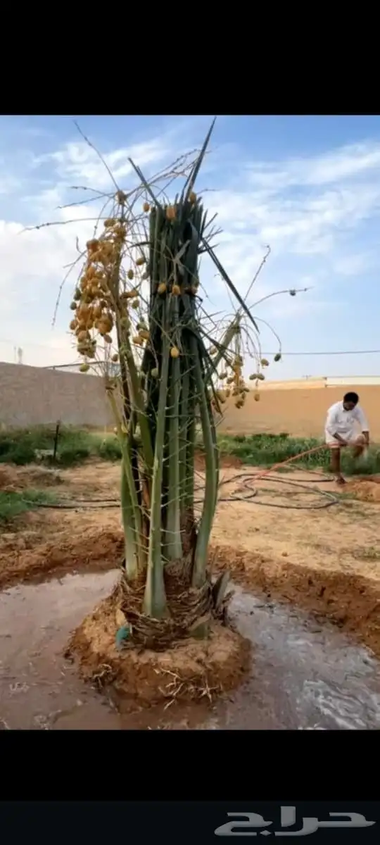السلام عليكم ورحمه الله وبركاته عندنا نخل طيب متواجد في مكه 1