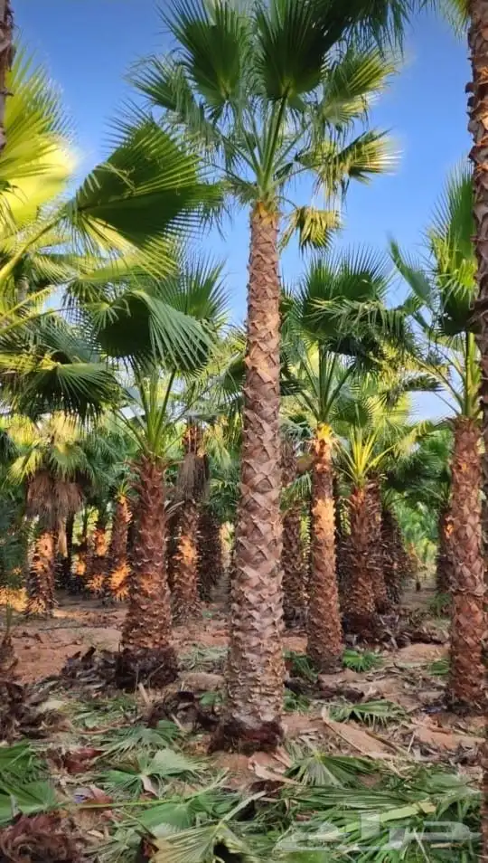 نخل للبيع بجميع انواعه 12