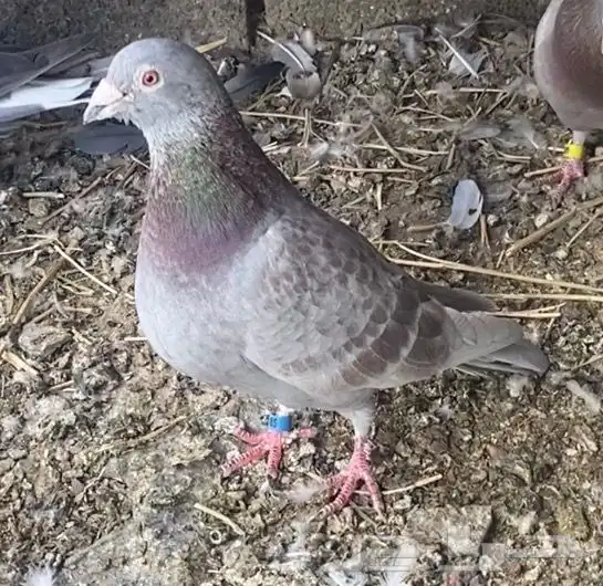 من يعرف نوعه الحمامه هاذي لهل الخبره 0