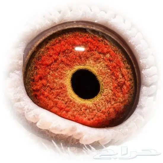 حمام زاجل احفاد ابطال 2