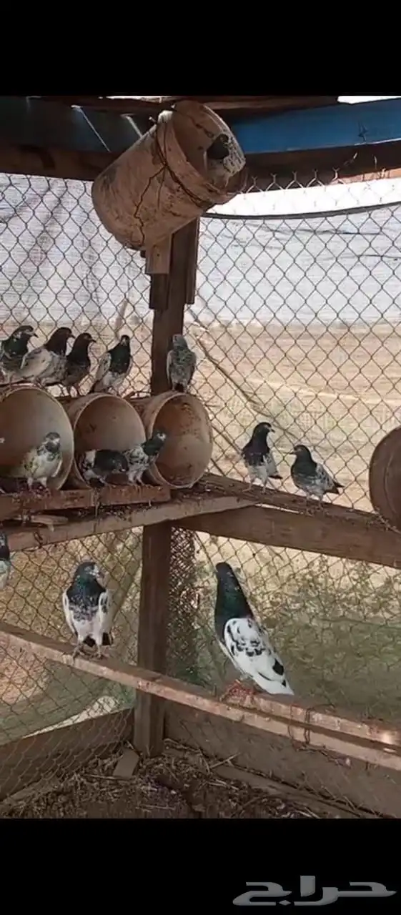 حمام باكستاني فاخر مشاءالله 1