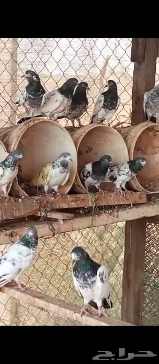 حمام باكستاني فاخر مشاءالله 0