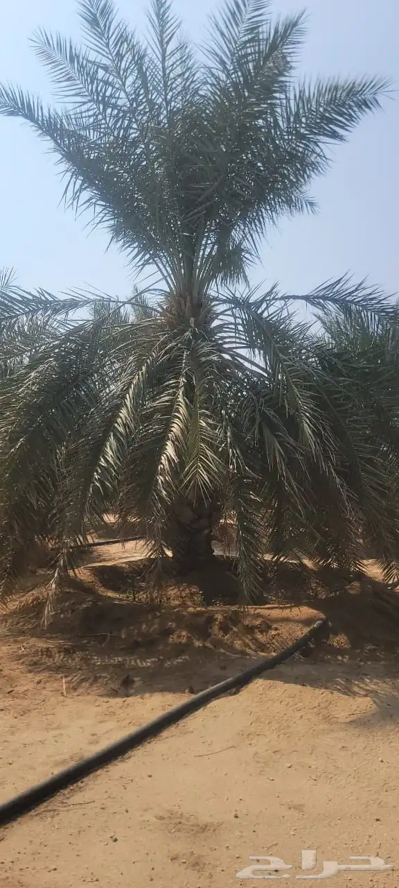 مكه  جده الطايف  يتوفر لدينا جميع انوع النخيل وكل المقاسات 8