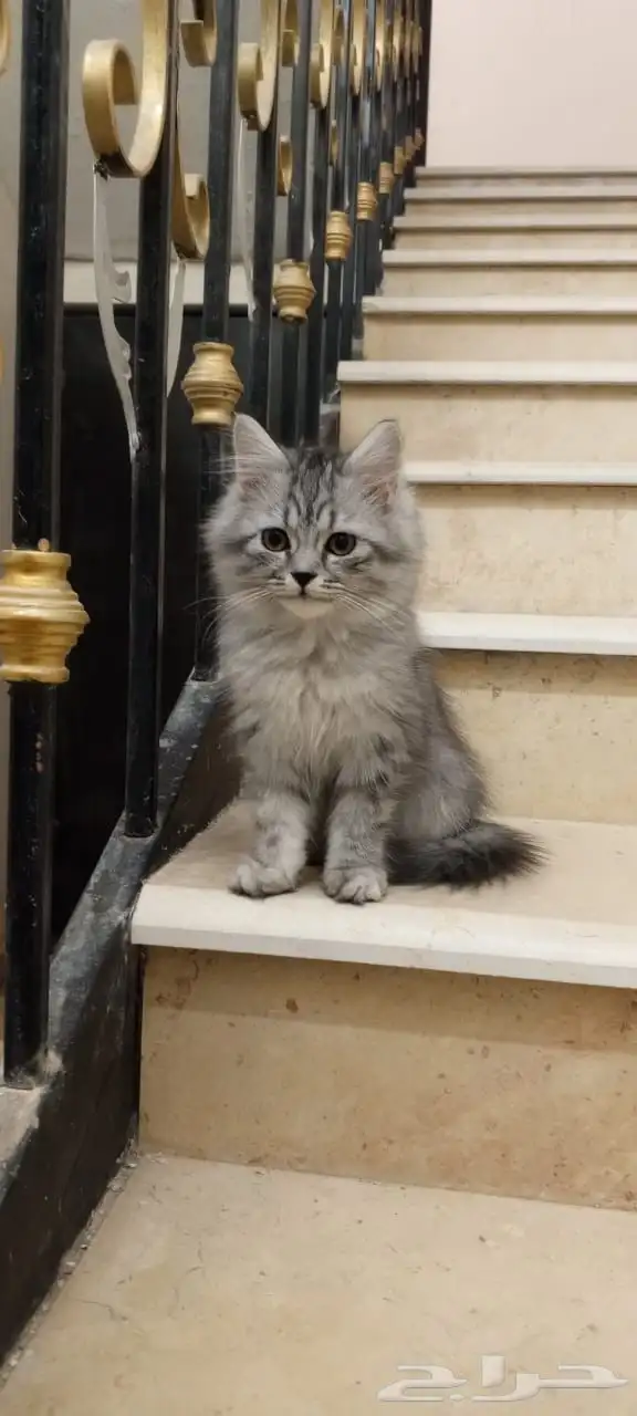 كيتين شيرازي للبيع قطط 0