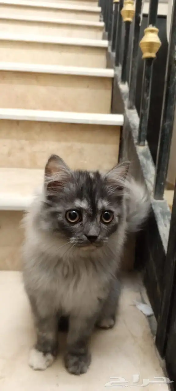 كيتين شيرازي للبيع قطط 2