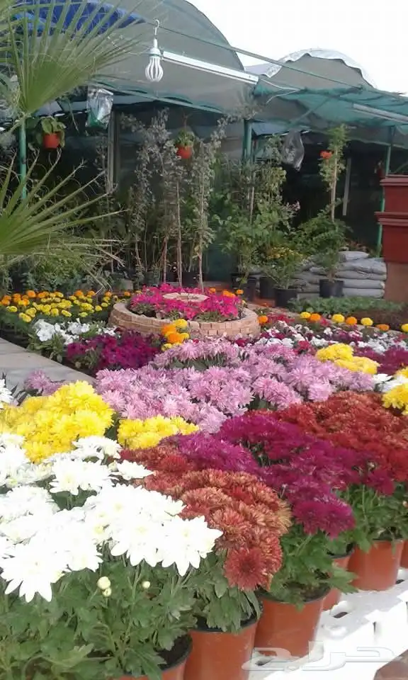 تنسيق حدائق 1