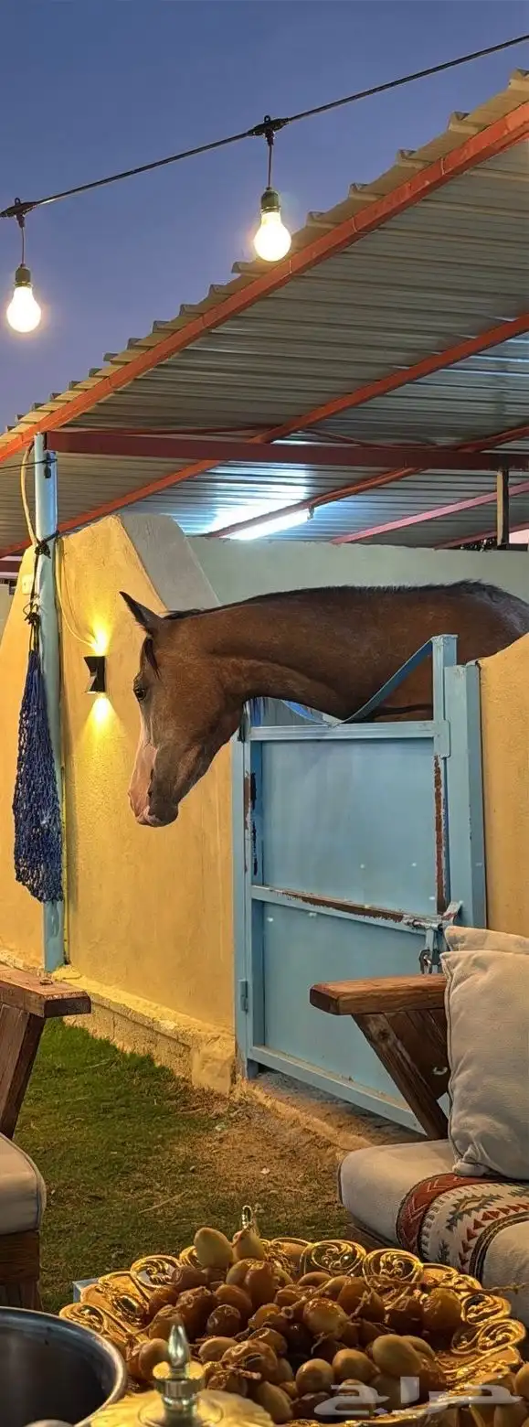 فرس جزيريه 3