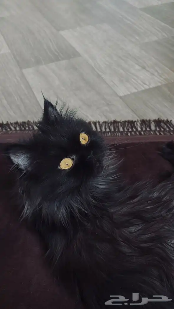 تبني قطط الحوطه 0