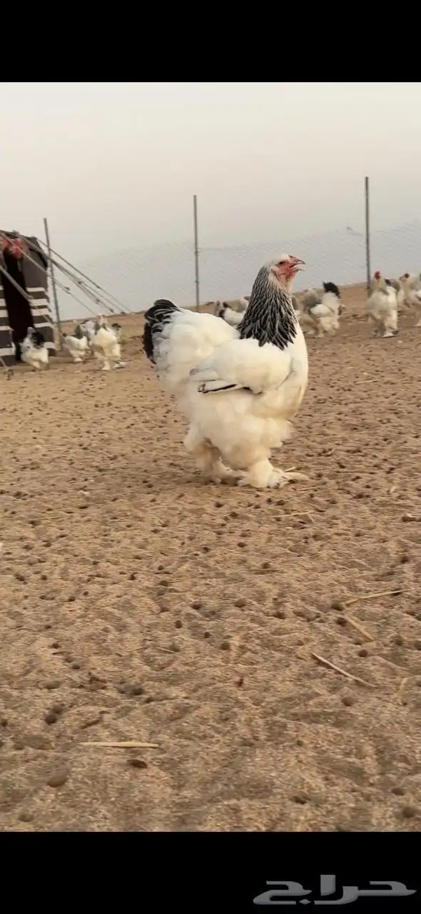 فروخ براهما كولومبي لايت سلالة اصيلة 2