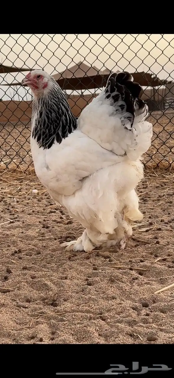 فروخ براهما كولومبي لايت سلالة اصيلة 1