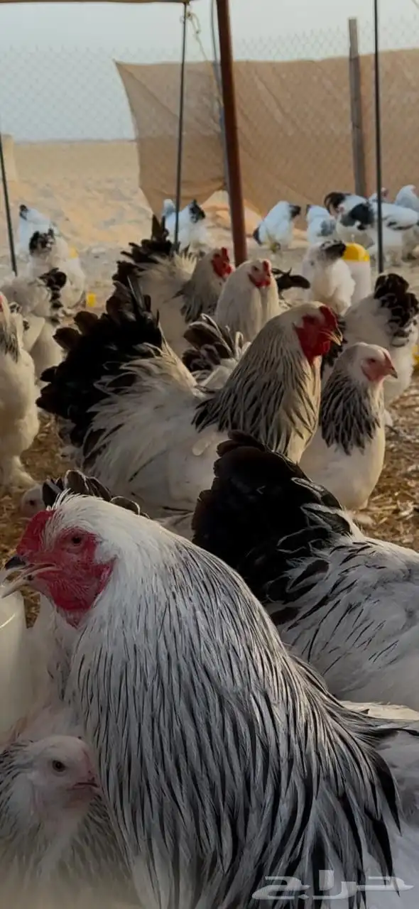 فروخ براهما كولومبي لايت سلالة اصيلة 4