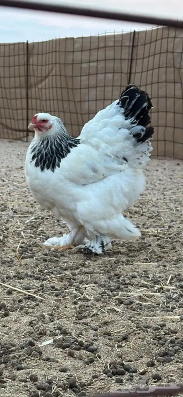 فروخ براهما كولومبي لايت سلالة اصيلة 0