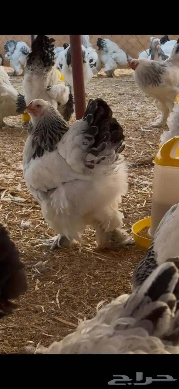 فروخ براهما كولومبي لايت سلالة اصيلة 3