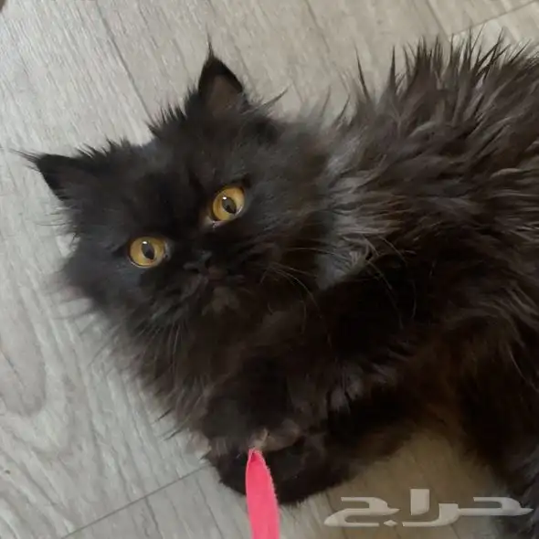 تبني قطط الحوطه 1