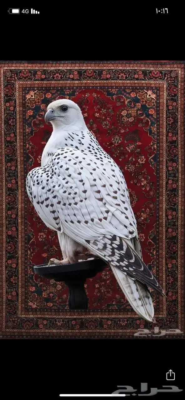 لوحات جدارية طباعة بنر شكل يليق ب المجالس وبيوت شعر 5