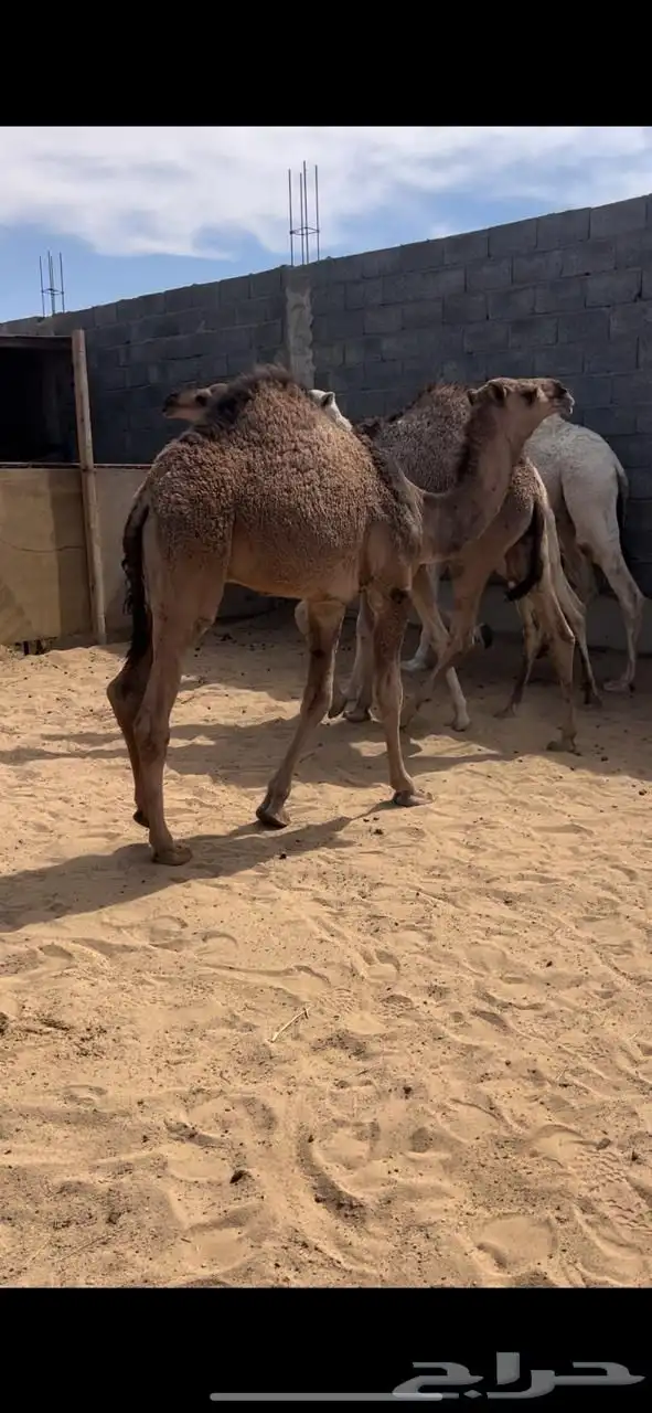 قعدان للبيع 3