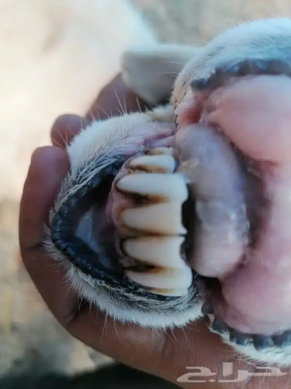 نعجه منتجه محايل عسير 2