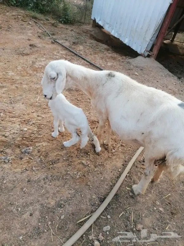 نعجه منتجه محايل عسير 0