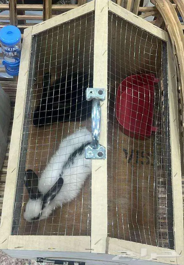 أرنب فرنسي اسود ببيض ذكر والسوداء أنثى 7